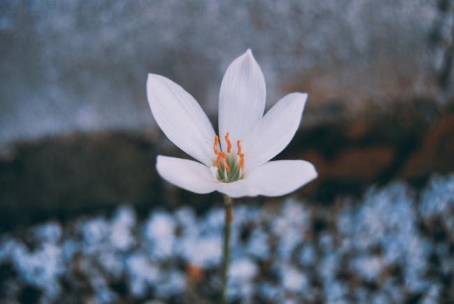 ISI Insights white flower